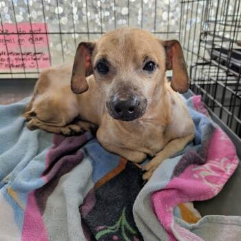 Rescue Chihuahua and Dachshund Dogs for Adoption in Normal, Illinois - Benny | PetCurious