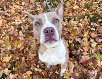 Rescue Pit Bull Terrier Dogs for Adoption in Columbus, Indiana - Cinnamon Roll | PetCurious