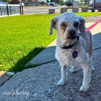 Frodo -  Miniature Poodle and Mixed Breed Dog for Adoption in Cheyenne, Wyoming - Frodo | PetCurious