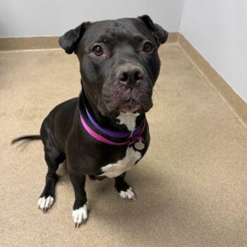 CHINA -  Pit Bull Terrier Dog for Adoption in Aurora, Colorado - CHINA | PetCurious