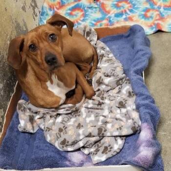 Terrier Dogs Available for Adoption - SILAS | PetCurious