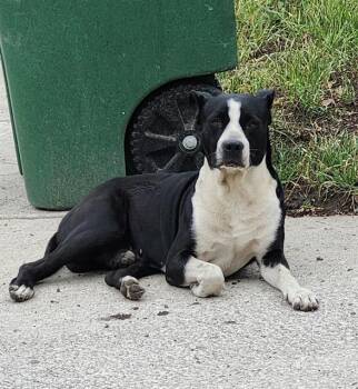 American Staffordshire Terrier Dogs Available for Adoption in San Antonio, Texas - OREO | PetCurious