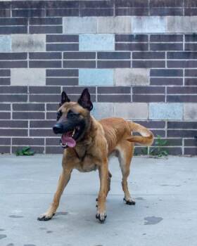 Jovi -  Mixed Breed Dog for Adoption in Chamblee, Georgia - Jovi | PetCurious