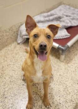 Ronin 45164 -  Mixed Breed Dog for Adoption in Aiken, South Carolina - Ronin 45164 | PetCurious