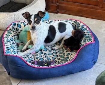 Sassy -  Toy Fox Terrier and Rat Terrier Dog for Adoption in Tifton, Georgia - Sassy | PetCurious