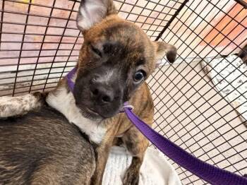 MAISIE -  Pit Bull Terrier Dog for Adoption in San Bernardino, California - MAISIE | PetCurious
