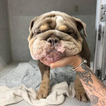 Samson -  English Bulldog Dog for Adoption in Northbrook, Illinois - Samson | PetCurious