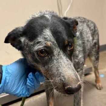 Australian Cattle Dog Blue Heeler Dogs Available for Adoption in Yuma, Arizona - Chili | PetCurious