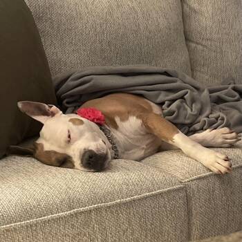 Gracie Lou -  American Staffordshire Terrier Dog for Adoption in Monroe, Michigan - Gracie Lou | PetCurious