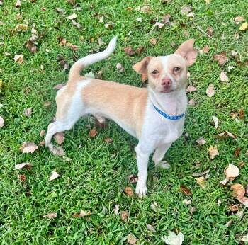 Kallen -  Chihuahua and Whippet Dog for Adoption in Yorktown, Virginia - Kallen | PetCurious