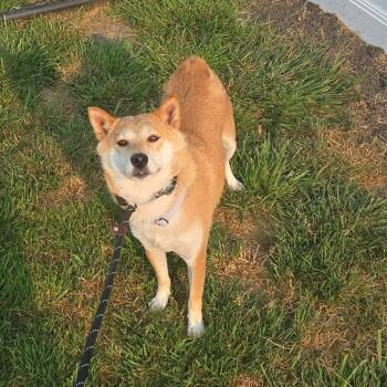 Foxy -  Shiba Inu Dog for Adoption in Plainfield, Illinois - Foxy | PetCurious