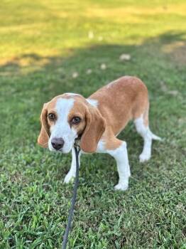 Jacob -  Beagle Dog for Adoption in Aiken, South Carolina - Jacob | PetCurious