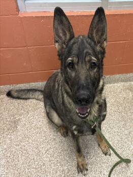PUNKY BREWSTER -  German Shepherd Dog Dog for Adoption in Pueblo, Colorado - PUNKY BREWSTER | PetCurious