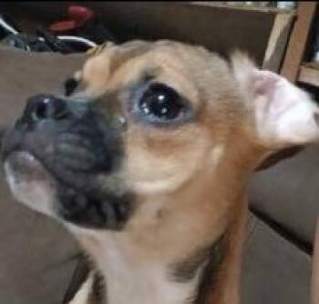 French Bulldog and Shih Tzu Dogs Available for Adoption - Patti | PetCurious