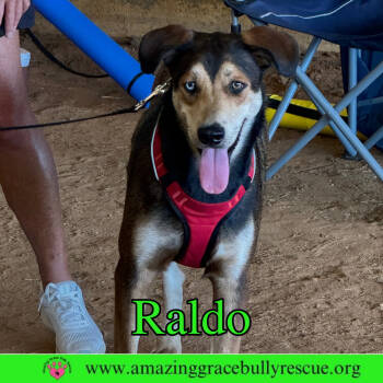 Rescue Shepherd and Australian Shepherd Dogs for Adoption in Pensacola, Florida - Raldo | PetCurious