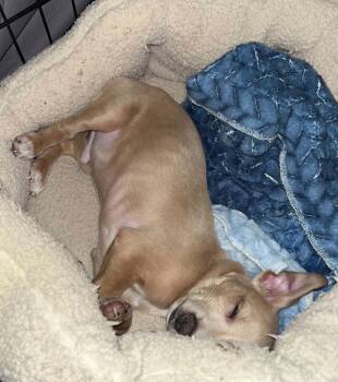 Stuart -  Chihuahua Dog for Adoption in Visalia, California - Stuart | PetCurious