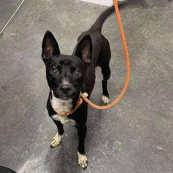 Danny -  Mixed Breed Dog for Adoption in Dickinson, Texas - Danny | PetCurious