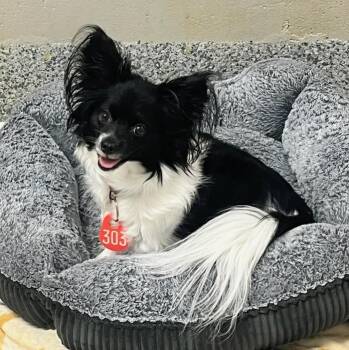 Papillon Dogs Available for Adoption in Manassas, Virginia - Suzy (ID 51331/1463) | PetCurious