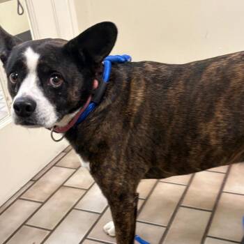 Gemini -  Boston Terrier and Mixed Breed Dog for Adoption in Tulsa, Oklahoma - Gemini | PetCurious