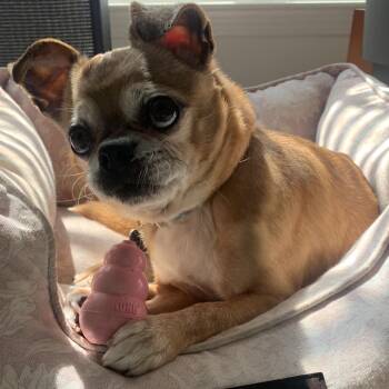 Kelvin -  Chihuahua and Mixed Breed Dog for Adoption in Durham, North Carolina - Kelvin | PetCurious