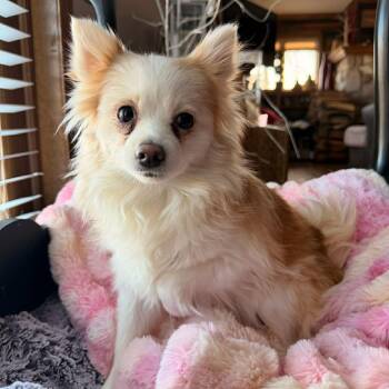 Pomeranian Dogs Available for Adoption - Hope - Foster Home Needed  | PetCurious