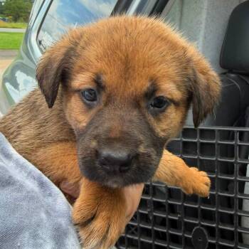 Blueberry -  German Shepherd Dog and Mixed Breed Dog for Adoption in Austell, Georgia - Blueberry | PetCurious