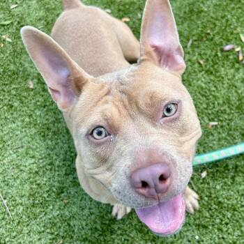 Clara -  Mixed Breed Dog for Adoption in Sarasota, Florida - Clara | PetCurious