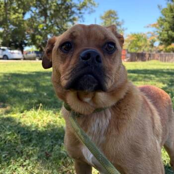 Tater -  Pug and American Staffordshire Terrier Dog for Adoption in Chico, California - Tater | PetCurious