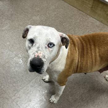 Pit Bull Terrier Dogs Available for Adoption - Destiny | PetCurious