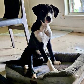 Great Dane and Terrier Dogs Available for Adoption in Bloomfield, Connecticut - Chase | PetCurious