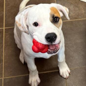 Buddy -  Terrier Dog for Adoption in Des Moines, Iowa - Buddy | PetCurious
