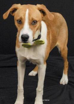 Beagle Dogs Available for Adoption in Newland, North Carolina - Gizmo | PetCurious