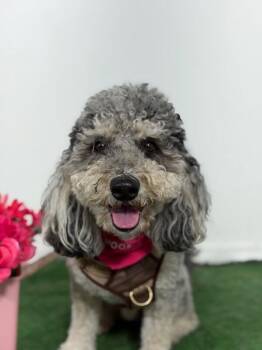Max-One of our Amazing Rescue Dogs -  Poodle and Schnoodle Dog for Adoption in Carlsbad, California - Max-One Of Our Amazing Rescue Dogs | PetCurious