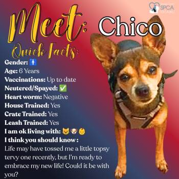 Chico -  Chihuahua Dog for Adoption in Fulton, New York - Chico | PetCurious