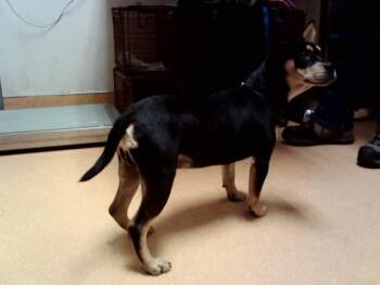 BRASCO -  Terrier and Mixed Breed Dog for Adoption in Martinez, California - BRASCO | PetCurious