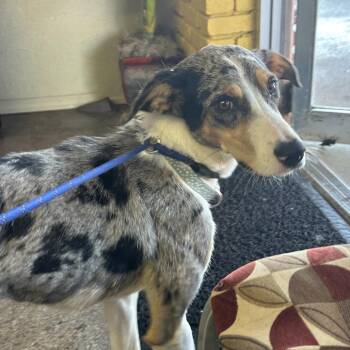 Alice -  Cattle Dog and Mixed Breed Dog for Adoption in Springfield, Missouri - Alice | PetCurious