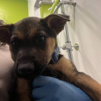 German Shepherd Dog Dogs Available for Adoption in Austin, Texas - Serbia | PetCurious