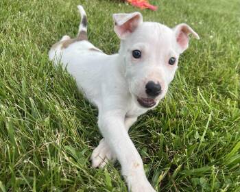 DUMBLEDORE -  Hound Dog for Adoption in Belmont, New York - DUMBLEDORE | PetCurious
