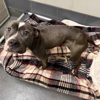 Minnie -  Pit Bull Terrier Dog for Adoption in Cedar Rapids, Iowa - Minnie | PetCurious