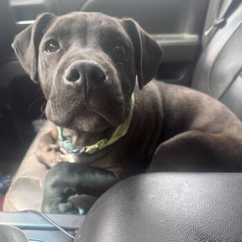 Pit Bull Terrier Dogs Available for Adoption in Greensboro, North Carolina - Cricket | PetCurious