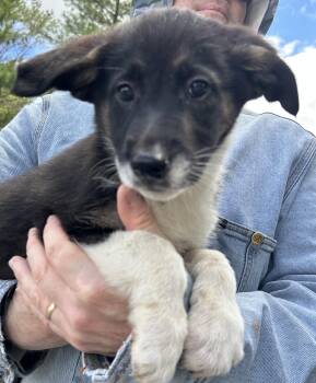 Yori -  German Shepherd Dog Dog for Adoption in Pottsville, Pennsylvania - Yori | PetCurious