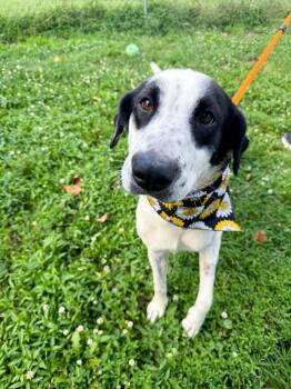 Willa -  English Setter and Great Pyrenees Dog for Adoption in Effingham, Illinois - Willa | PetCurious