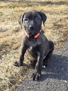 Shepherd and Labrador Retriever Dogs Available for Adoption in Cloquet, Minnesota - Banshee | PetCurious