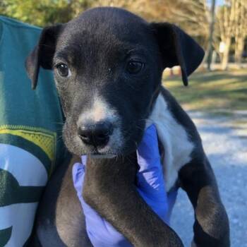 Rescue Terrier Dogs for Adoption in Clanton, Alabama - Mallory | PetCurious