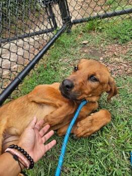 Whiskey -  Mixed Breed Dog for Adoption in West Chester, Pennsylvania - Whiskey | PetCurious