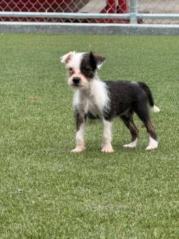 Wirehaired Terrier Dogs Available for Adoption - Cannellini | PetCurious