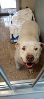 Pit Bull Terrier and Mixed Breed Dogs Available for Adoption in Albuquerque, New Mexico - DUKE | PetCurious