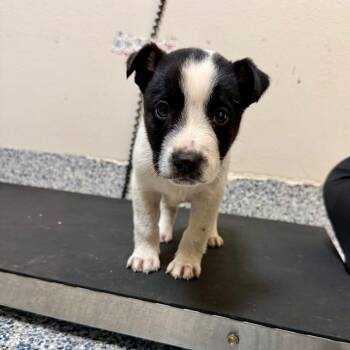Tater -  Collie and Australian Cattle Dog Blue Heeler Dog for Adoption in Great Falls, Montana - Tater | PetCurious