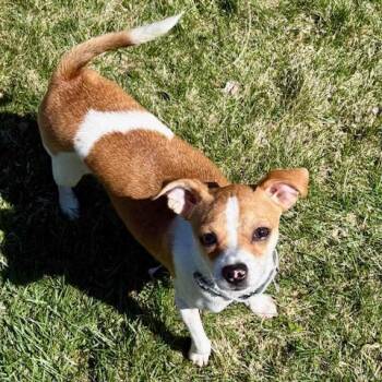 Chihuahua and Mixed Breed Dogs Available for Adoption in Minneapolis, Minnesota - Pretzel | PetCurious