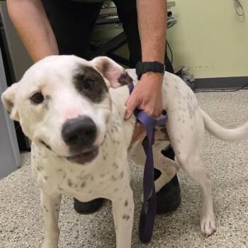 Raven -  Dalmatian and Mixed Breed Dog for Adoption in Cedar Rapids, Iowa - Raven | PetCurious